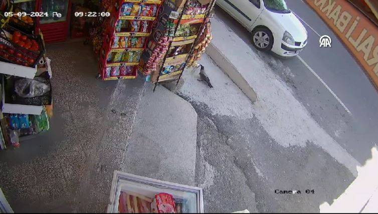 Bakkaldan cips çalan karga suçüstü yakalandı! Etrafı kolaçan etti paketi alıp kaçtı - Resim: 19